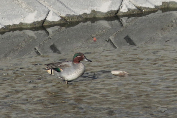 お気軽バードウォッチング 冬鳥 留鳥編 よかばんも柳川