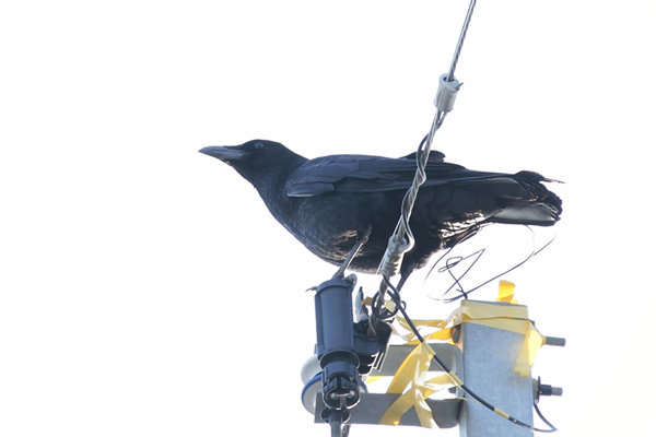 お気軽バードウォッチング 冬鳥 留鳥編 よかばんも柳川