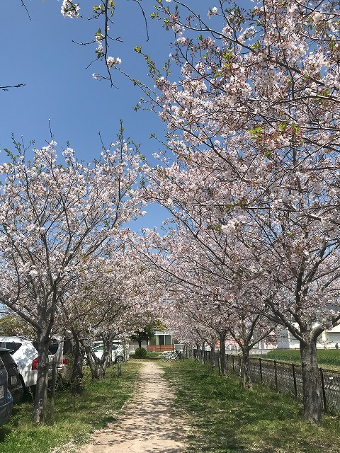桜スポット　観光物産公園