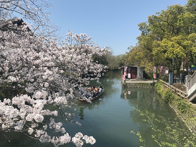 桜スポット　日吉神社