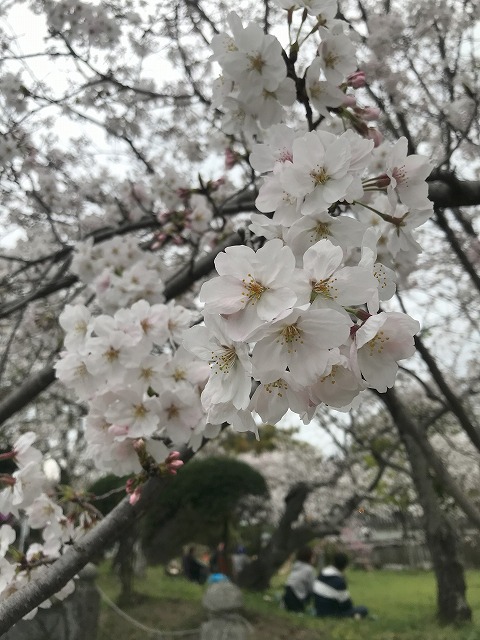 桜スポット　高畑公園
