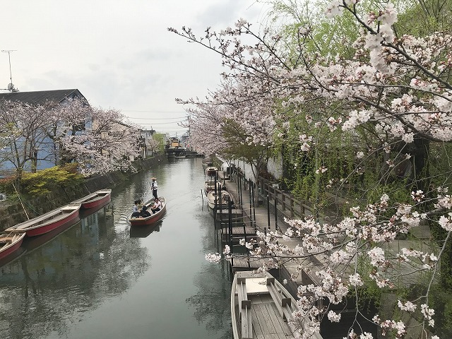 桜スポット　三柱神社