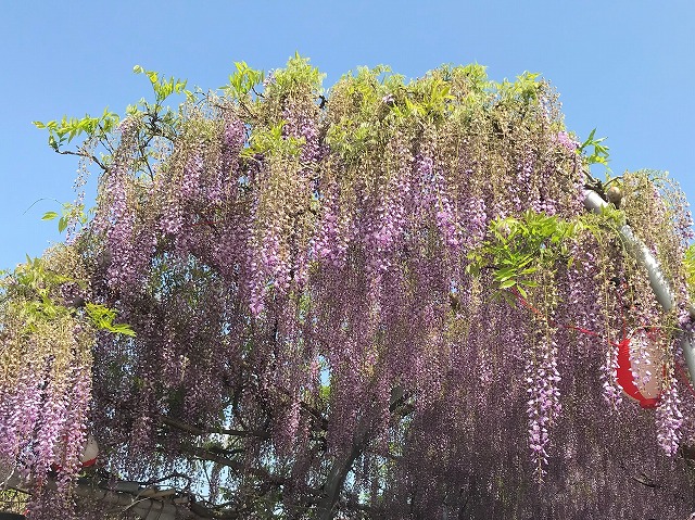 花スポット　中山熊野神社