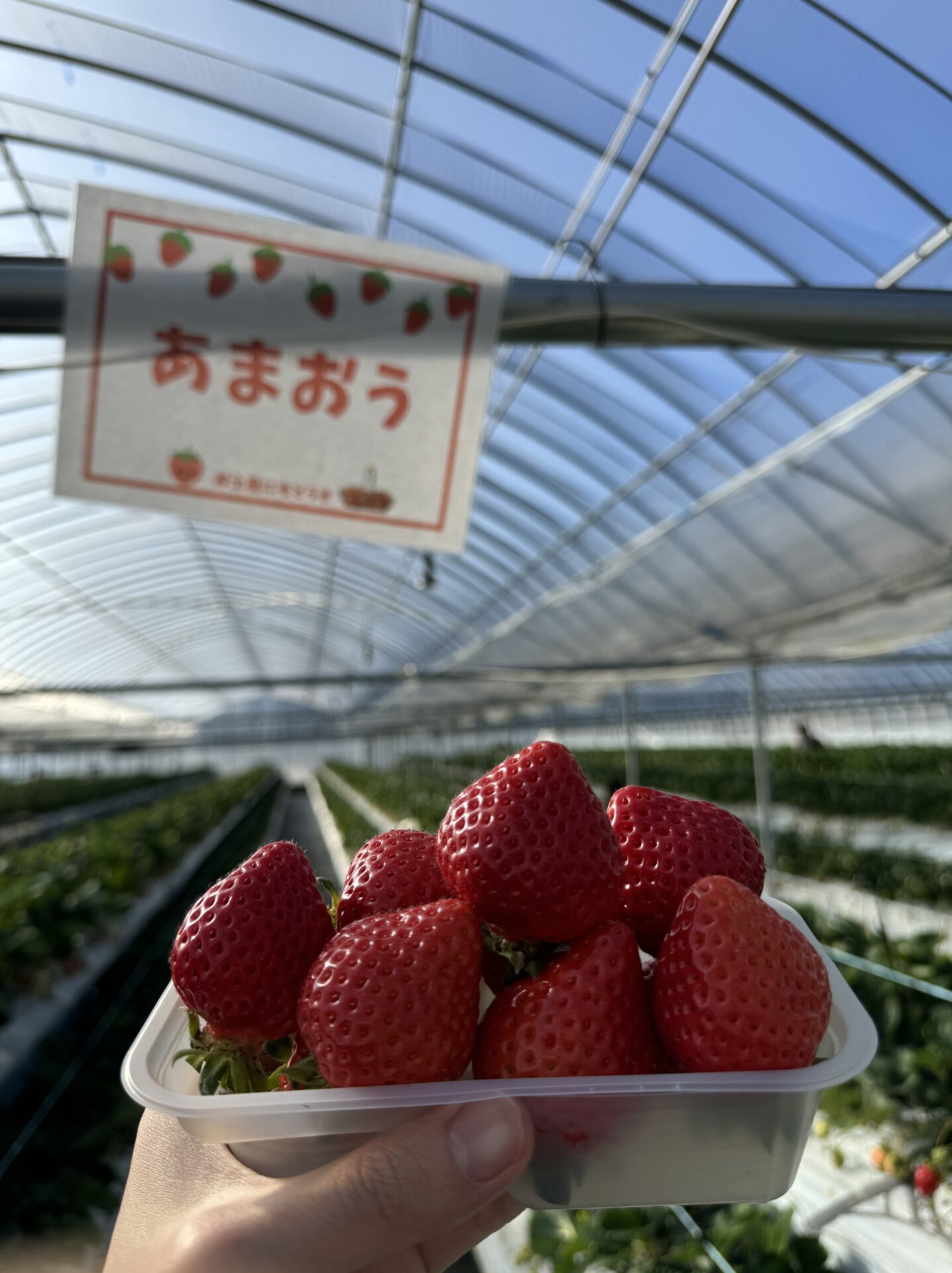 柳川市にあるsoil select farmのいちご狩り体験に行ってみた！ - よ